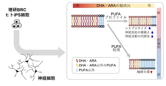本研究の概要図