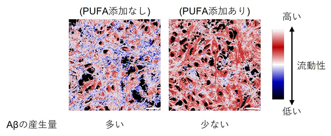 脂質膜流動性とAβ産生量の評価の図
