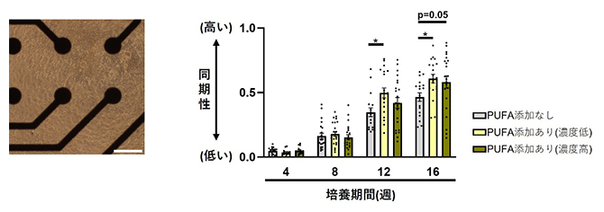 神経活動の評価の図