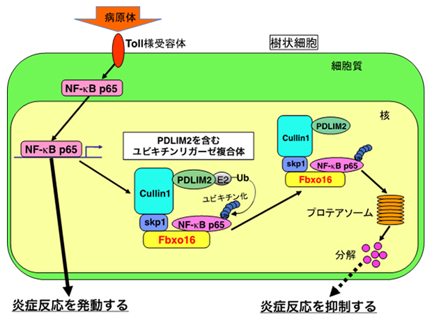 Fbxo16およびPDLIM2による炎症反応制御機構の図