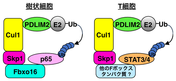 PDLIM2を含むユビキチンリガーゼ複合体による標的タンパク質の認識機構の図