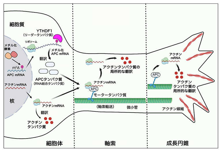 YTHDF1による細胞体でのAPC翻訳促進と、APCによる成長円錐でのアクチン翻訳促進の図