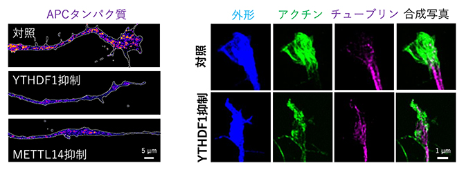 m6A修飾を認識するリーダーYTHDF1に依存するAPCの機能の図