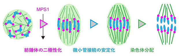 マウス卵母細胞において紡錘体の二極性化を促進するMPS1の図