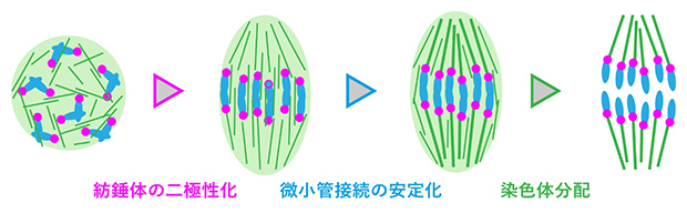 マウス卵母細胞における紡錘体の二極性化の図