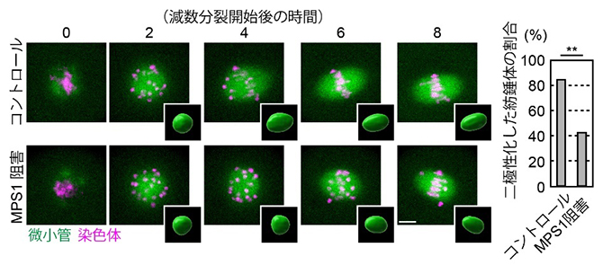 MPS1を阻害した卵母細胞の紡錘体の図