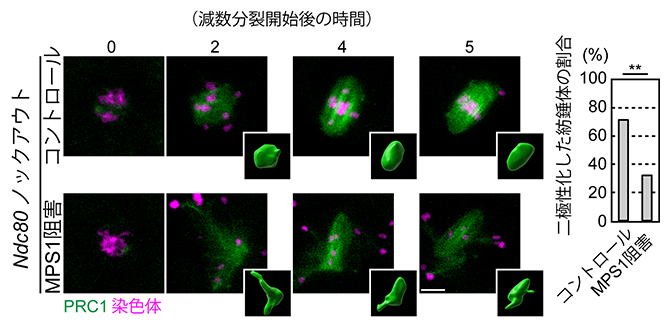 Ndc80ノックアウト卵母細胞でのMPS1阻害の影響の図