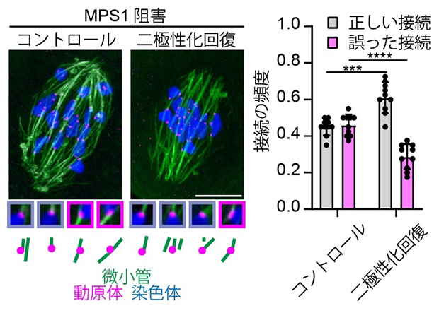 MPS1を阻害した卵母細胞での動原体と微小管の接続の図