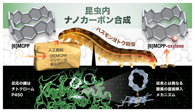 本研究で開発した昆虫内ナノカーボン合成の図