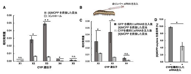 昆虫内ナノカーボン合成に関わる酵素の特定の図
