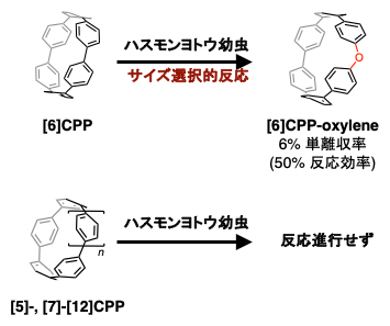 異なる環サイズの[n]CPPを用いた昆虫内ナノカーボン合成の図