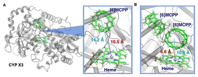 分子動力学シミュレーションによるCYP X3と[6]MCPPとの相互作用様式の図