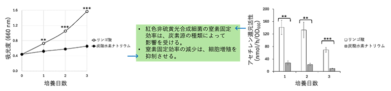 独立または従属栄養条件における、細胞増殖と窒素固定の関連性の図