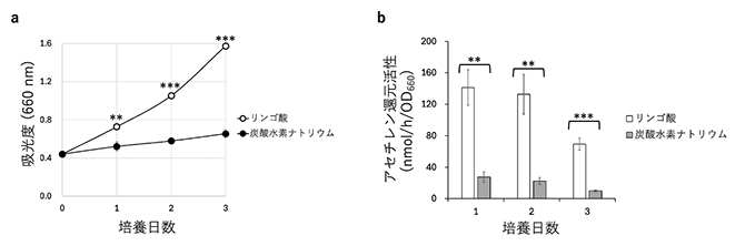 独立または従属栄養条件における細胞増殖と窒素固定化能の図