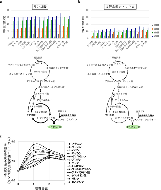 独立または従属栄養条件における各種アミノ酸の合成効率の図