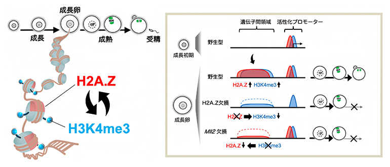マウス卵における亜型ヒストンH2A.Zとヒストン修飾H3K4me3の協奏的な役割の図