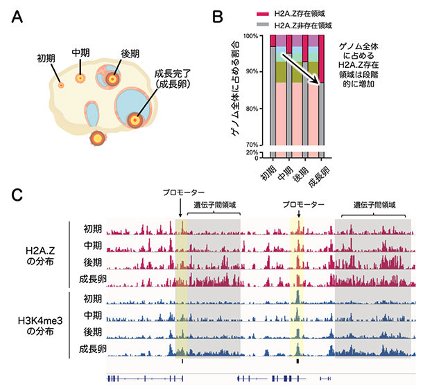 卵成長過程におけるH2A.ZとH3K4me3の分布変化の図