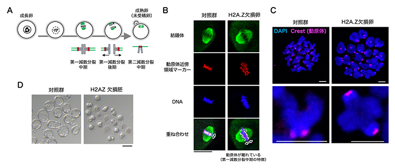 H2A.Z欠損卵の表現型の図