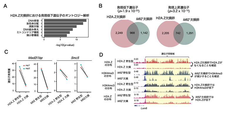 H2A.Z欠損卵とMll2遺伝子欠損卵の遺伝子発現およびエピジェネティクス解析の図