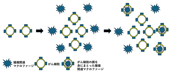 がん細胞膜を獲得した抑制系腫瘍関連マクロファージの図