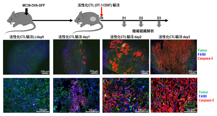 MC38-OVAを接種したcDC1の欠損マウスの活性化CTL投与後の腫瘍の解析の図