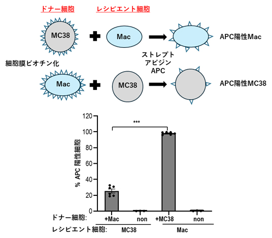 マクロファージと腫瘍細胞（MC38）間のトロゴサイトーシスの検討の図