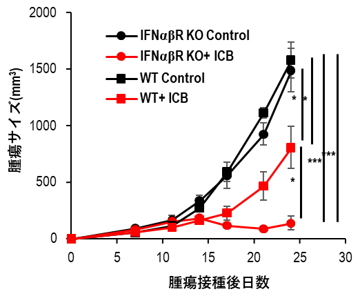 type I IFNの受容体欠損マウス（IFNαβR KO）におけるICBの効果の図