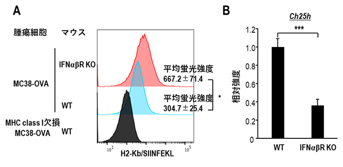 type I IFN受容体欠損マウス（IFNαβR KO）におけるTAMの解析の図