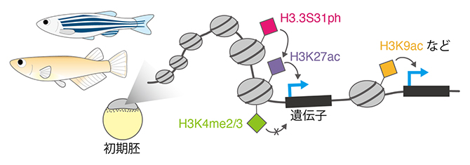 魚類初期胚において協調的に遺伝子発現を制御する複数種類のヒストン修飾の図