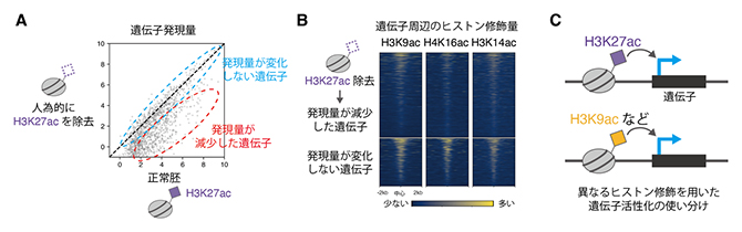 異なるヒストン修飾を用いた遺伝子活性化の図