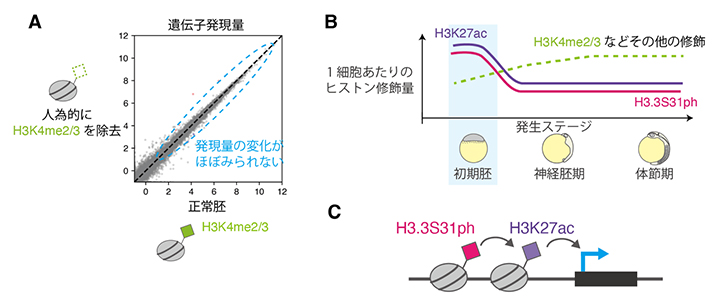 遺伝子活性化におけるその他のヒストン修飾の機能の図