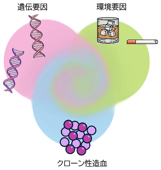 遺伝要因と環境要因の組み合わせで異なるTP53遺伝子変異を伴うクローン性造血の影響の図
