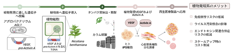 植物発現システムを用いたVEGF、Activin Aの生産と、iPS細胞分化・再生医療への応用の図