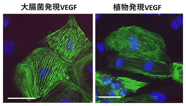 植物発現VEGFおよび大腸菌発現VEGFで分化誘導した心筋細胞の成熟度の比較の図