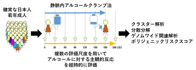 アルコールの反応性に関する解析を行った本研究の全体図の画像
