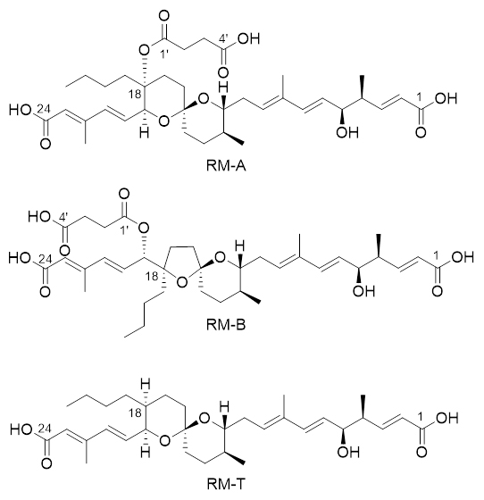 RM-A、RM-B、およびRM-Tの構造の図