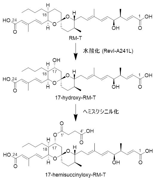 Actinacidiphila reveromycinica SN-593を用いた新規RM誘導体の生産の図
