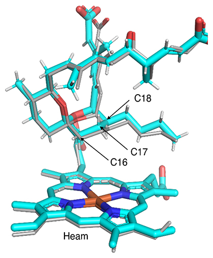 RevI-RM-TおよびRevI-A241L-RM-Tの共結晶構造の図