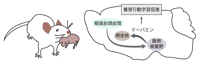 ドーパミン系を介した眼窩前頭皮質の養育行動の学習における役割の図