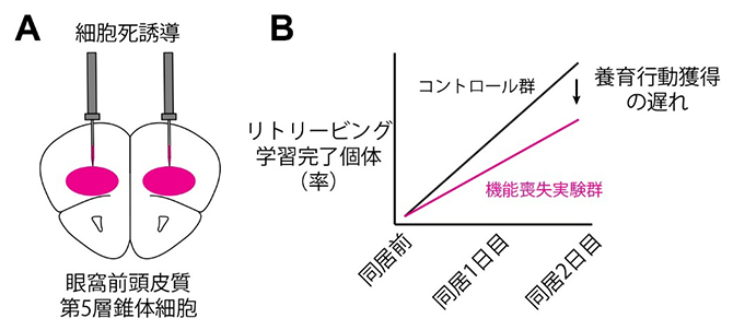眼窩前頭皮質第5層錐体細胞の機能喪失による養育行動の学習の遅延の図