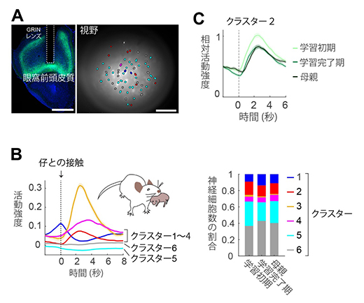 眼窩前頭皮質第5層の神経細胞がリトリービング行動中に示す神経活動パターンの図