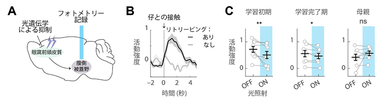 眼窩前頭皮質の光遺伝学的抑制によるドーパミン神経細胞の抑制の図