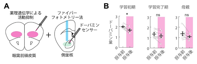 眼窩前頭皮質の活動抑制によって減少する側坐核における学習初期のドーパミン分泌の図