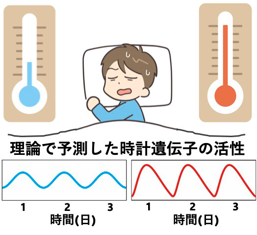 体内時計の仕組み: 高温で遺伝子活性の波形がひずむことで周期を保つという理論とその検証の図