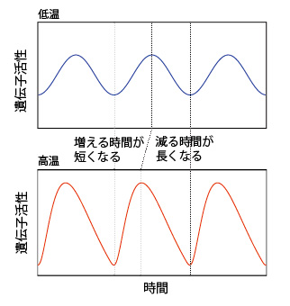 体内時計の周期安定化を導く、遺伝子活性波形の理論予測の図