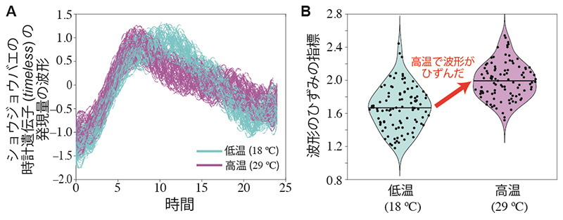 実際の実験データに基づいた遺伝子活性の波形の温度による違いの図