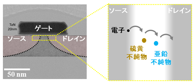 硫黄不純物および亜鉛不純物を添加したトランジスタと不純物を介したトンネル伝導の模式図の画像