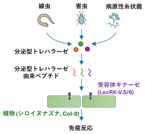 植物による分泌型トレハラーゼを介した植物寄生線虫、害虫、病原性糸状菌の認識機構の図