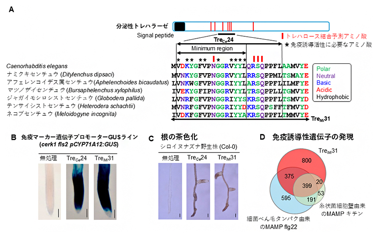 分泌型トレハラーゼ由来ペプチドによる免疫反応誘導の図