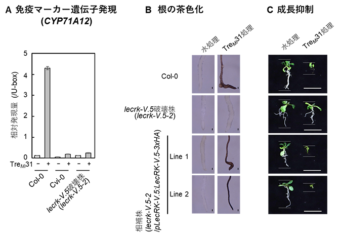 TreMi31により誘導される免疫反応に必要なLecRK-V.5の図